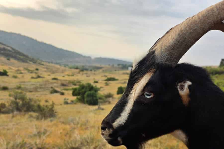 Morrison: Wanderabenteuer mit Rettungsziegen. Foto: GetYourGuide