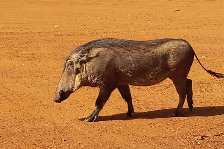 From Dakar: Bandia Reserve Safari and Pink Lake Tour