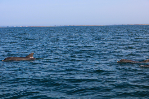 Estepona Sailing and Marine Nature Experience