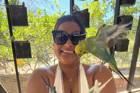 Exotic bird tour and Souvenir Shopping from Montego Bay