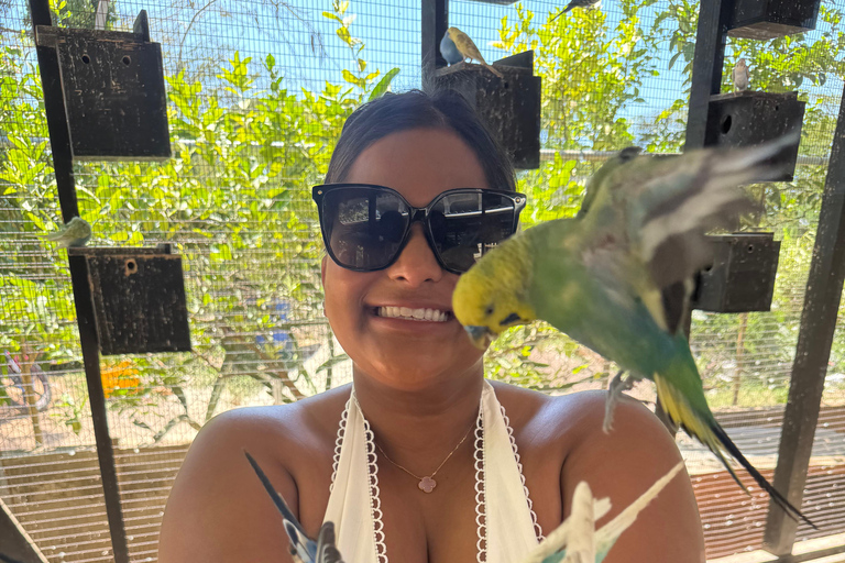 Exotic bird tour and Souvenir Shopping from Montego Bay