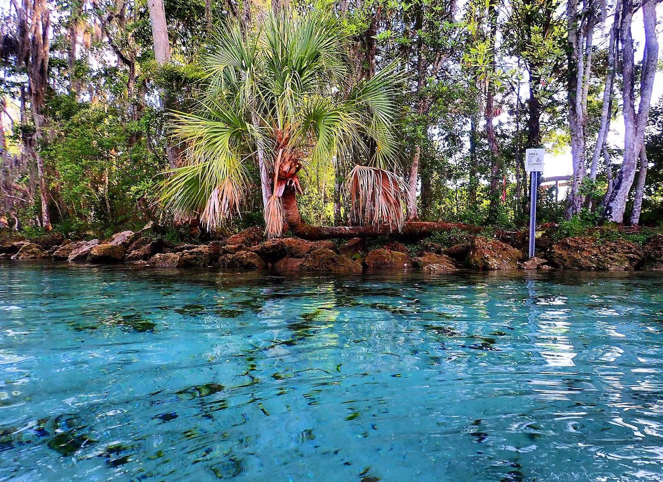 Three Sisters Springs og søkøer: Tur i kajak med gennemsigtig bund