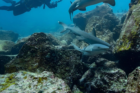 MERGULHO EM MOSQUERA - TESOUROS DE MERGULHO NAS GALÁPAGOS