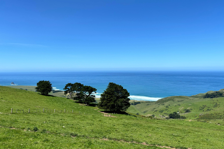 Private Dunedin City Highlights and Otago Peninsula Day Tour Private Dunedin city & Otago Peninsula day Tour (up to 4)