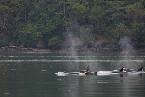 Orcas Island: Whale and Orca Guided Speedboat Tour