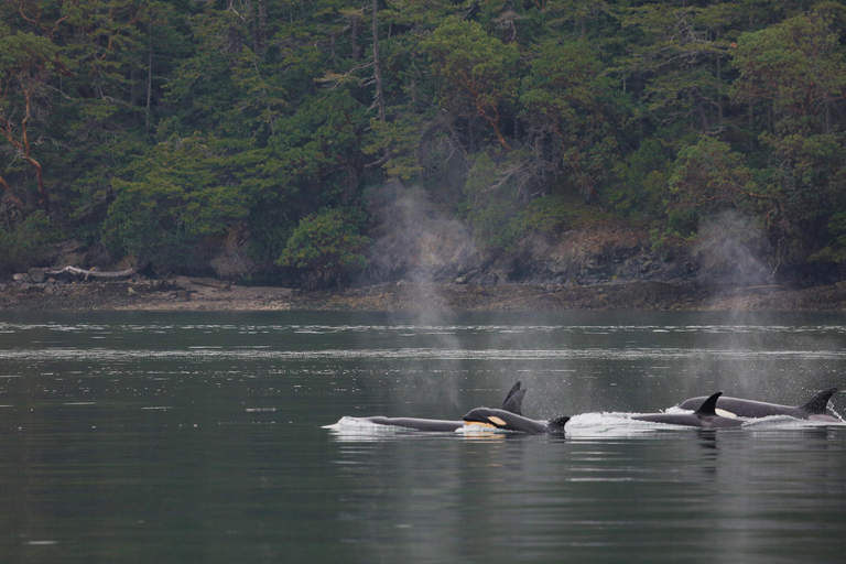 Orcas Island: Whale and Orca Guided Speedboat Tour