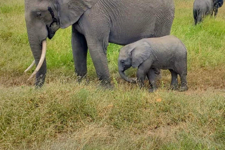 From Zanzibar: Selous Game Reserve Day Safari with Lunch