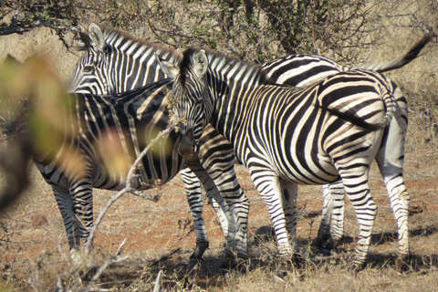 Cataratas Victoria, Hwange y Chobe: safari económico de 7 días