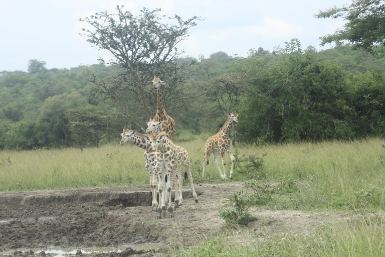 Uganda: 17-dniowe safari dla nowożeńców z trekkingiem goryli