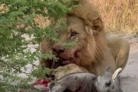 Nairobi: Masai Mara National Reserve Full-Day Safari