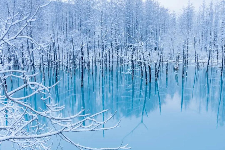 Sapporo:Asahiyama Zoo,Shirahige Waterfall&Blue Pond Day Trip 8:00 am meet at Odori Park subway station exit 31