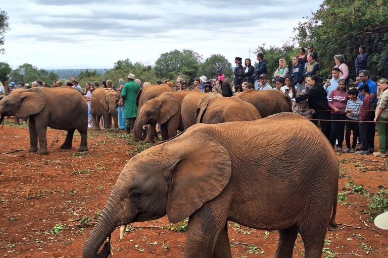 Nairobi : demi-journée de découverte des bébés éléphants et des girafes