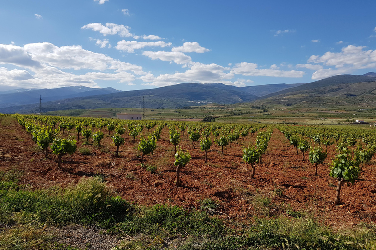 Alpujarra : visite des vignobles et apéritif local dans une cave biologique