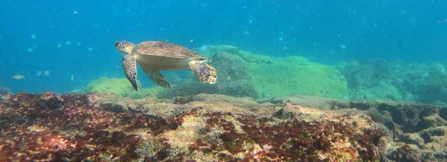 Plongée avec les tortues dans leur habitat naturel