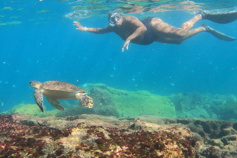 Snorkling med sköldpaddor i deras naturliga miljö