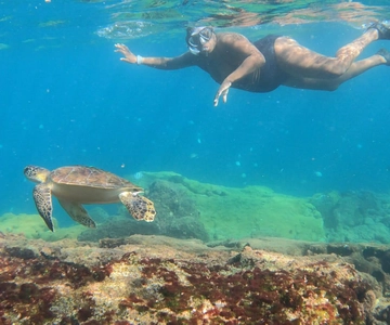 Mergulho com snorkel com tartarugas em seu habitat natural