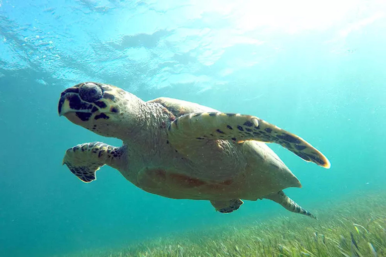 Cancun: Jungle Speedboat &amp; Snorkeling Adventure