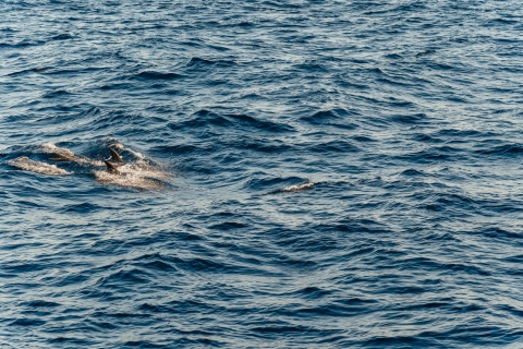 Mallorca: zonsopgang op het water en dolfijnentour