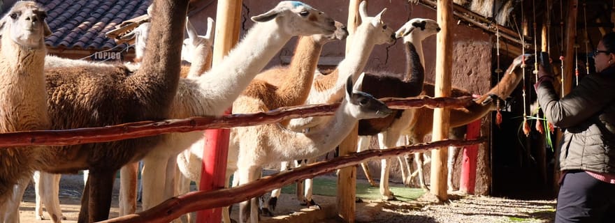 Visite du centre de camélidés à Cusco : alpagas, culture et tissage