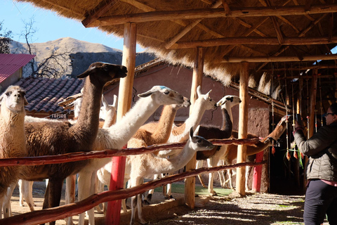 Camelid Center Visit in Cusco: Alpacas, Culture & Weaving