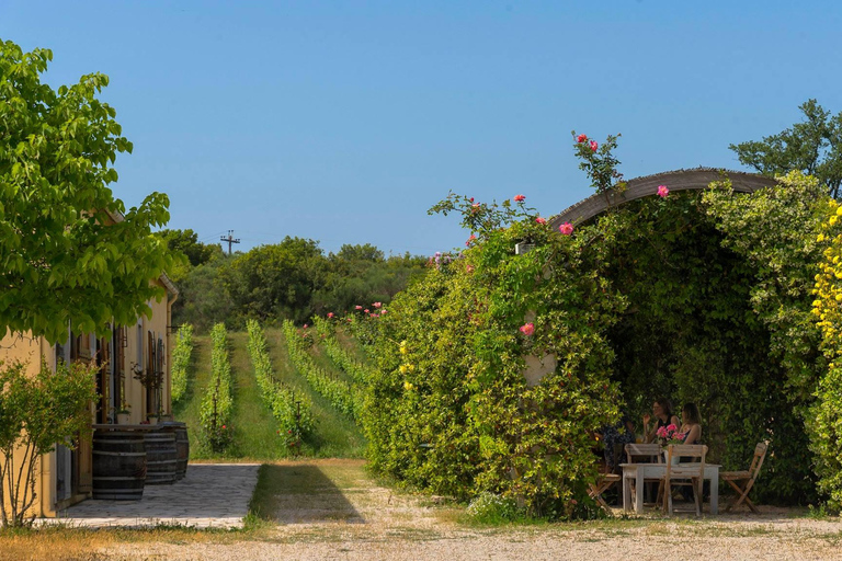 Corfu: Music Stories of a Corfiot at the VineyardCorfu: Live Greek Music and Stories at the Vineyard