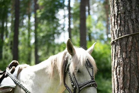 Dragør: Kongelundsskoven Forest Horseback Riding Tour