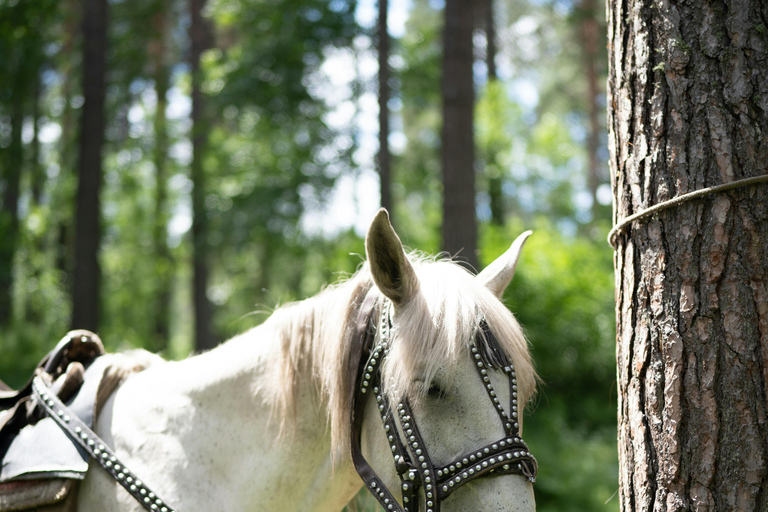 Dragør: Kongelundsskoven Forest Horseback Riding Tour