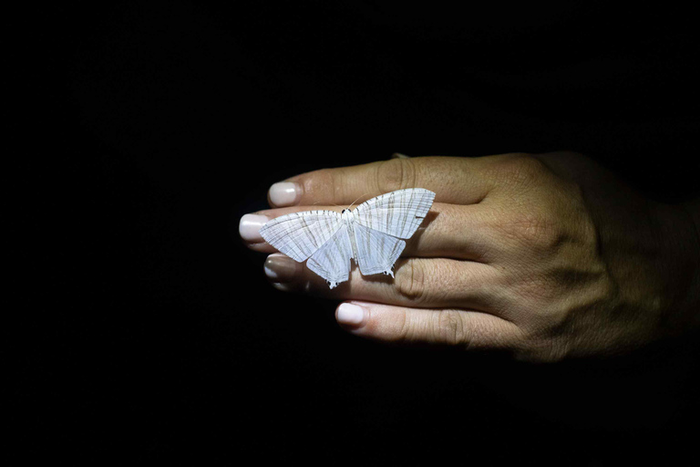 Cape Tribulation : Visite nocturne de la forêt tropicale de Daintree