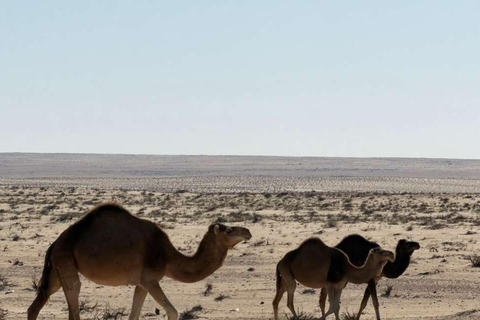 2-Day Sahara Escape: Ksar Ghilane Oasis & Desert Camp 2-Day Sahara Escape: from Mahdia