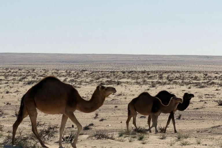2-Day Sahara Escape: Ksar Ghilane Oasis & Desert Camp 2-Day Sahara Escape: from Mahdia