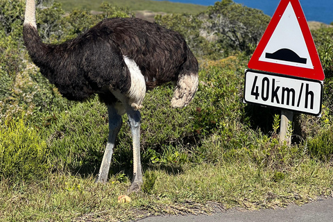 Cape of Good Hope, Chapman's Peak Drive, Penguins , Seals