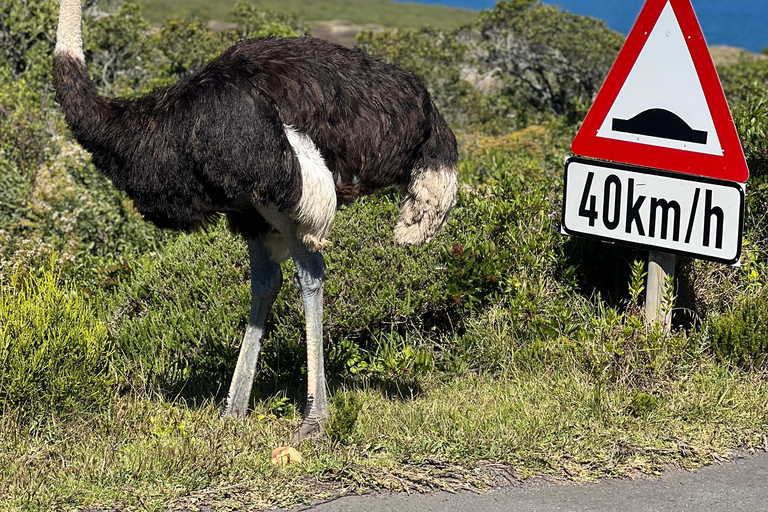 Cape of Good Hope, Chapman's Peak Drive, Penguins , Seals