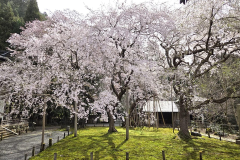 Tokyo: Mt. Fuji & Gotemba Premium Outlets Private Day Tour