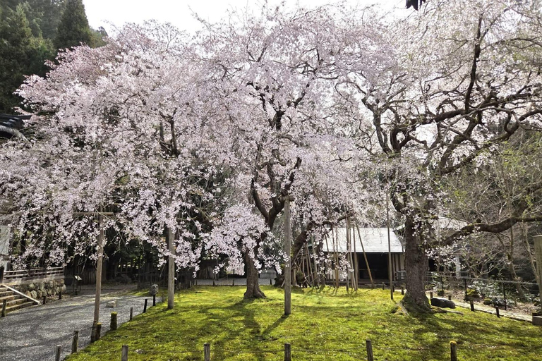 Tokyo: Mt. Fuji & Gotemba Premium Outlets Private Day Tour