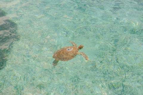 Nassau: Rose Island's Sand Dollar Beach Resort with Lunch