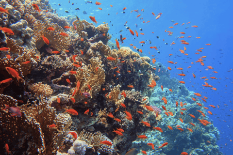 Hurghada or Makadi: Yacht Snorkeling & Orange Bay Island Hurghada: 8- Hour Orange Island with Breakfast & Lunch