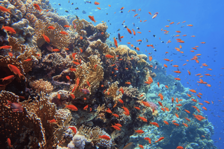 Hurghada or Makadi: Yacht Snorkeling & Orange Bay Island Hurghada: 8- Hour Orange Island with Breakfast & Lunch