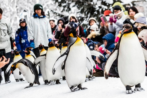 Hokkaido: Asahiyama Zoo, Biei, and Ningle Terrace Tour 7:30 Meetup at Odori Park Subway Station Exit 31