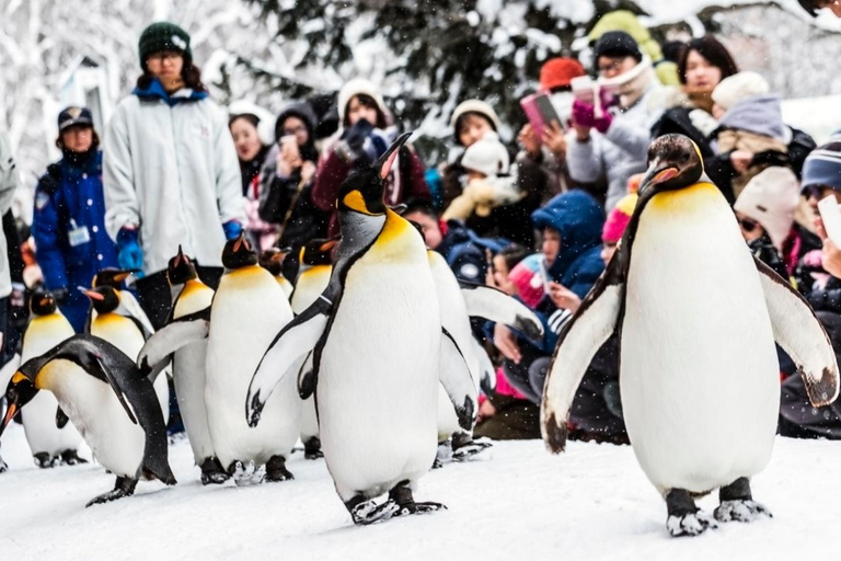 Hokkaido: Asahiyama Zoo, Biei, and Ningle Terrace Tour 7:30 Meetup at Odori Park Subway Station Exit 31