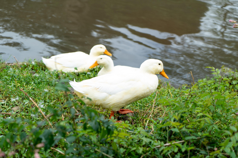 Circuit café en vélo électrique à BoqueteVisite guidée à vélo électrique et dégustation de café à Boquete