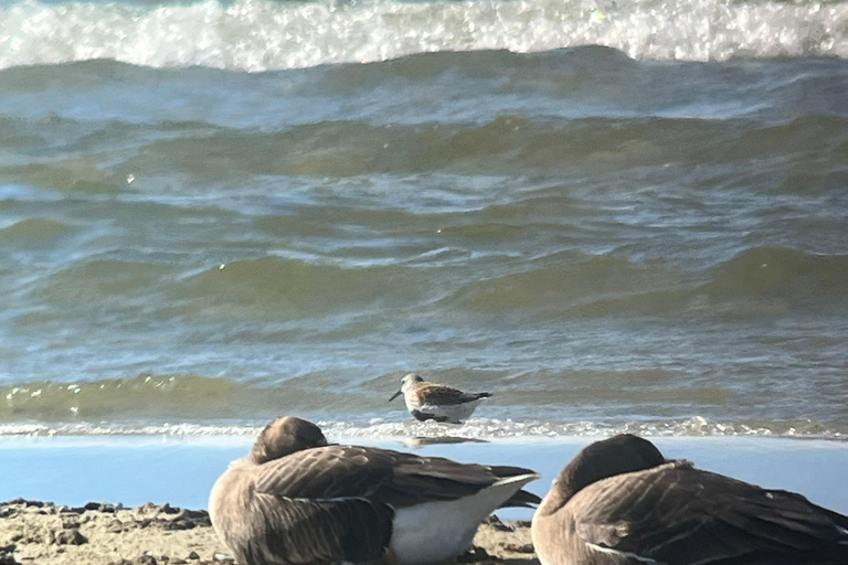 Tallinn: Morning Paljassaare Birdwatching Tour with Picnic