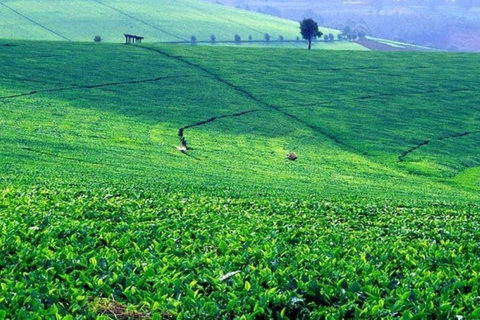 Desde Nairobi: Visita y almuerzo en la Granja de Té Kiambethu