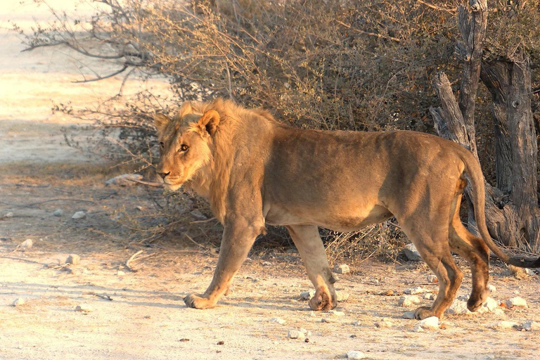 Windhoek: 3-Day Guided Safari in Etosha with Lodge