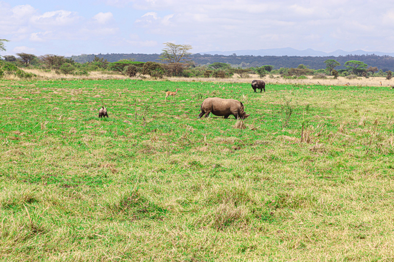 Nairobi National Park: Half-Day TripNairobi National Park: Half-Day Trip in a 4X4