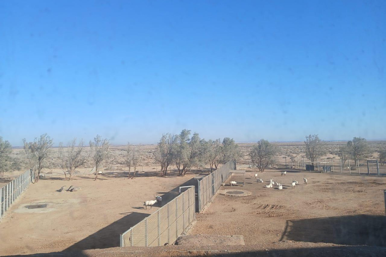 Amman: Desert Castles Shaumari Wildlife Private Day Trip