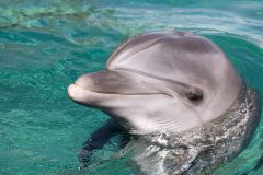 Dolphin Swim Encounter - Dolphin Cove, Ocho Rios, Jamaica