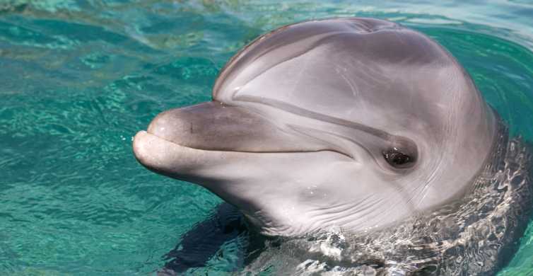 Dolphin Swim Encounter – Dolphin Cove, Ocho Rios, Jamaica