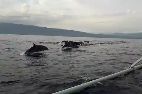 Bali dolphin, swim & snorkeling in Lovina Bali