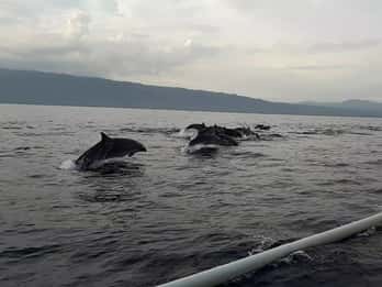 Delfín de Bali, nadar y bucear en Lovina Bali