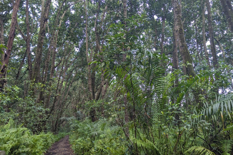 Zanzibar: Dolphin tour with Kendwa Beach.